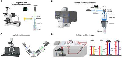 Applications of multiphoton microscopy in imaging cerebral and retinal organoids